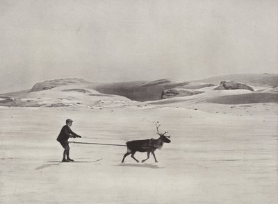 Ski-joëring avec des rennes dans les montagnes - Norwegian Photographer