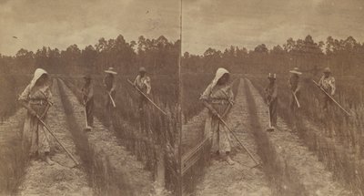 Sarclage du riz, 1876-1888 - O. Pierre Havens