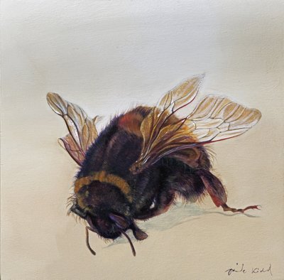Bombus terrestris 10, 2013 (acrylique sur bois) - Odile Kidd