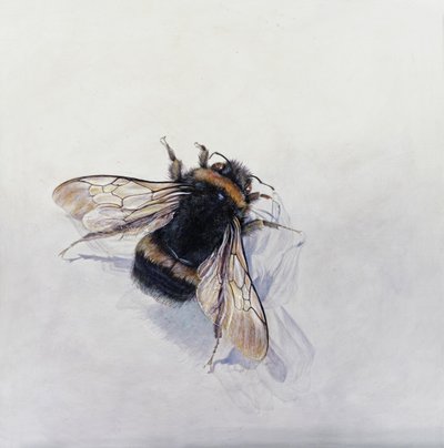 Bombus terrestris 11 (acrylique sur bois gesso) - Odile Kidd