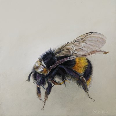 Bombus terrestris 1 (a), 2008 (acrylique sur bois) - Odile Kidd
