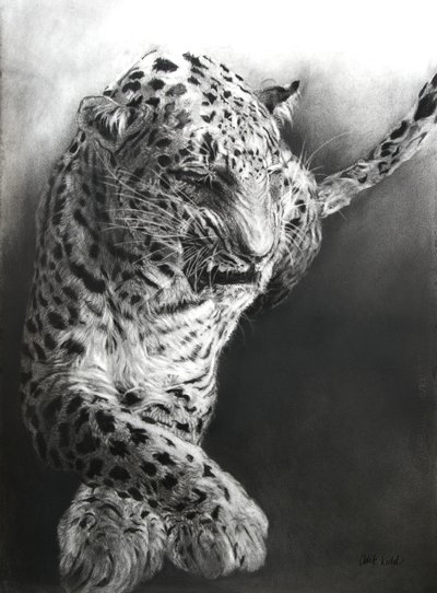 Panthera pardus 1, 2009 (fusain et conte sur papier Fabriano) - Odile Kidd
