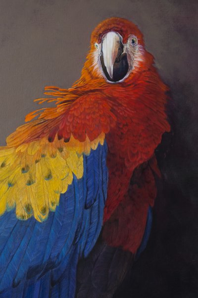Ara écarlate 3 (détail), 2014 (acrylique sur lin) - Odile Kidd