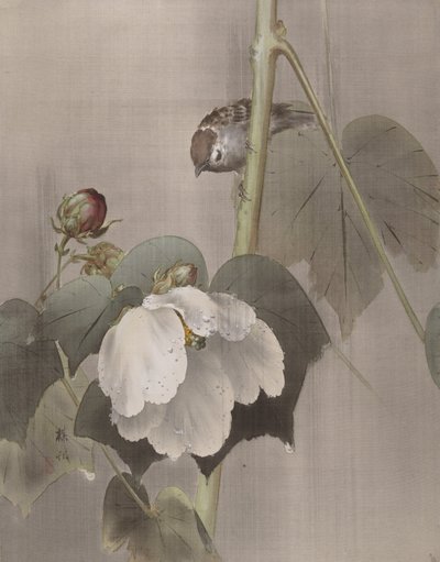 Hibiscus dans la pluie, vers 1891-92 - Okada Baison