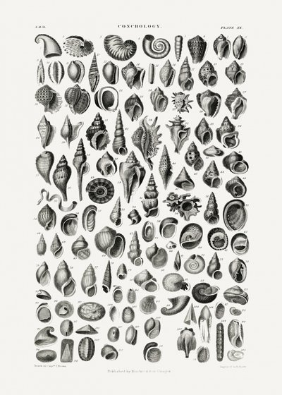 Sealife III - Oliver Goldsmith