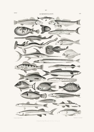 Sealife I - Oliver Goldsmith