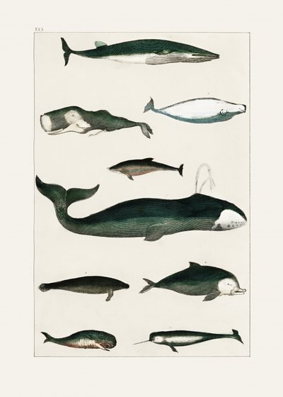 Affiche vintage représentant une baleine - Oliver Goldsmith