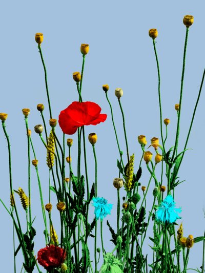 Coquelicot et fleurs, 2019 (technique mixte numérique) - Olivia Gozzano