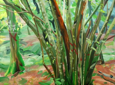 Forêt 8 le-9-janvier-2015 - Olivier Morel