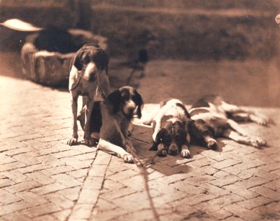 Chiens de chasse, vers 1853 (épreuve au sel) - Olympe Aguado