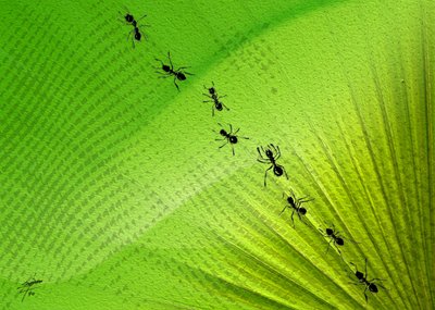 La piste des fourmis de Green Leaf - Osvaldo Russo
