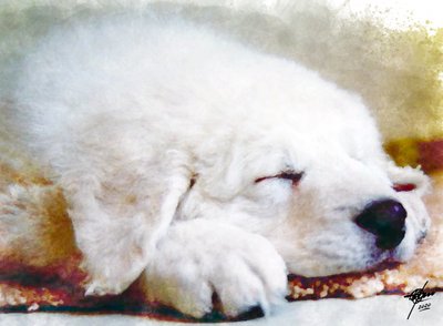 Un chiot qui dort paisiblement - Osvaldo Russo