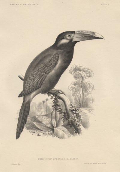 Selenidera Spectabilis, lithographie par Bowen et Co., 1850 - Otto Koehler