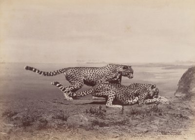 [Deux guépards], 1888 - Ottomar Anschütz