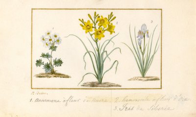 Anémone, hémérocalle et iris - Pancrace Bessa