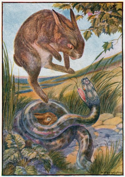 En sautant, elle frappa le serpent avec ses fortes griffes arrière - Patten Wilson