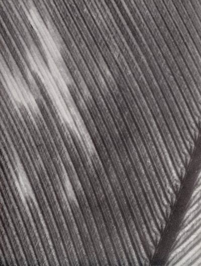 Plume (photo n/b) - Paul Henning