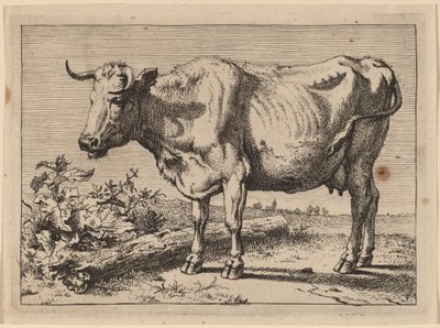 Vache debout (Vache avec une corne froissée) - Paulus Potter
