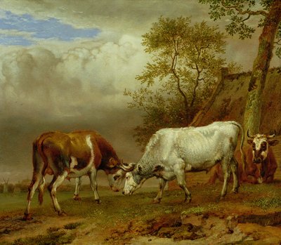 Deux taureaux aux cornes verrouillées, 1653 - Paulus Potter