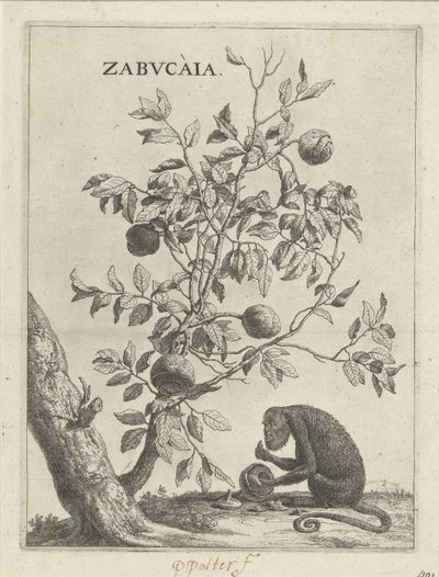Zabucaiaboom et un singe - Paulus Potter