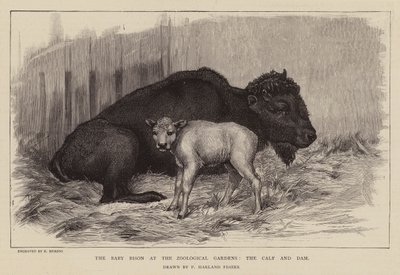 Bison et veau au zoo de Londres - Percy Harland Fisher