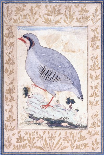 Une perdrix rouge, vers le milieu du 17ème siècle - Persian School