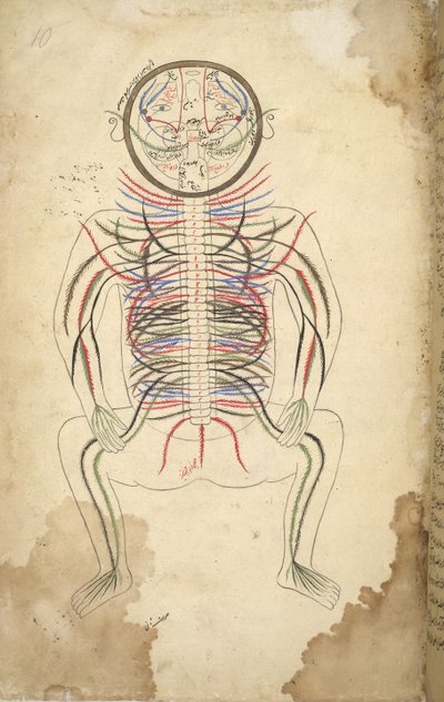 I.O. ISLAMIC 1379, f.10 Colonne vertébrale humaine, de 
