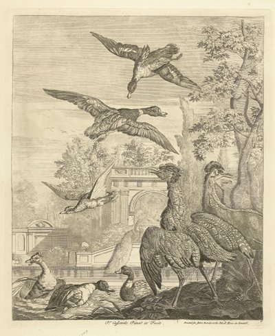 Canards et hérons près d