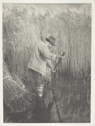 Un coupeur de roseaux au travail - Peter Henry Emerson