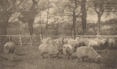  - Peter Henry Emerson