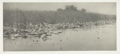 Nénuphars - Peter Henry Emerson