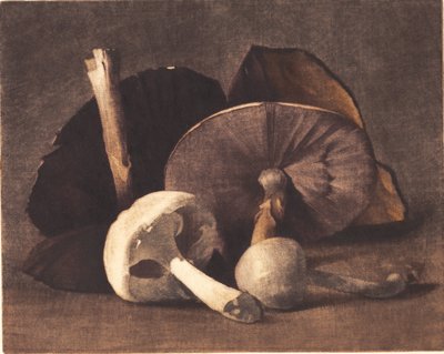 Champignon blanc - Peter Vilhelm Ilsted