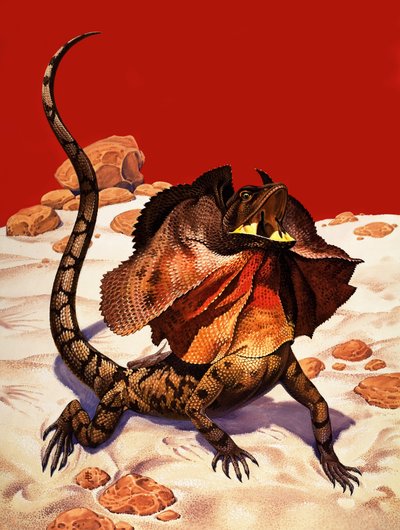 Lézard à collerette (gouache sur papier) - Peter Jackson