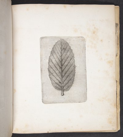 Empreinte de feuille - Peter Larsen Kyhl