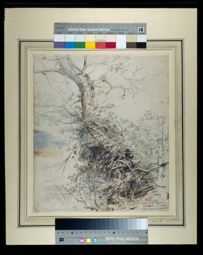 Un arbre mourant, son tronc couvert de ronces, à côté d