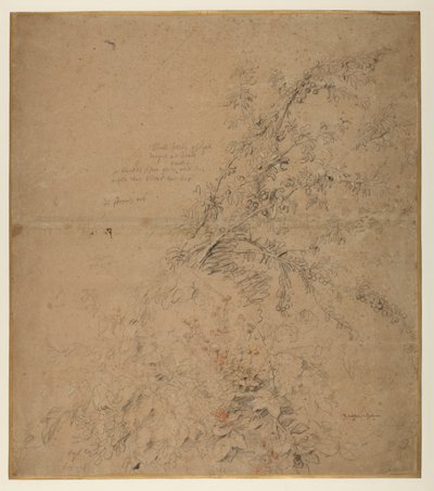 Étude de prunellier avec ronce et autres plantes - Peter Paul Rubens