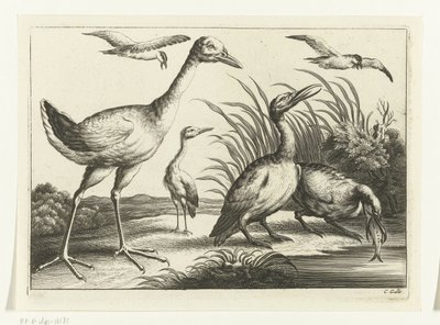 Oiseaux aquatiques
Diversarum avium species (série) - Peter van Liesebetten