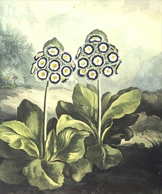 Primevère : Primula auricula, gravée par Sutherland, de 
