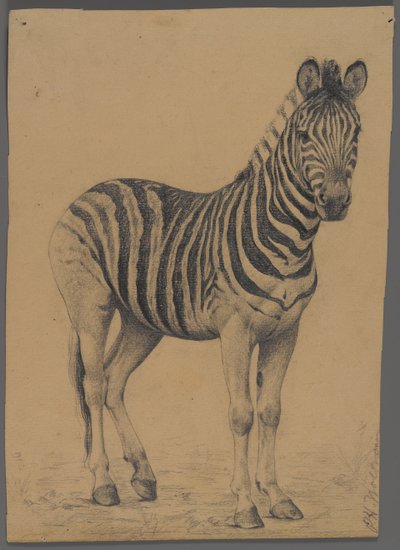 Zèbre - Philip H. Wolfrom