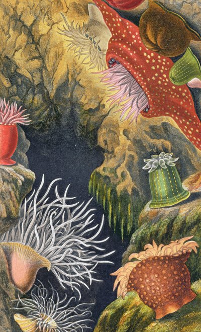 Le Diadème Pimplet, planche VI de 