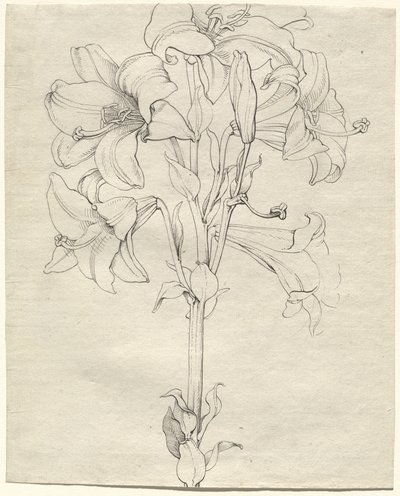 Une tige de lys avec six fleurs - Philipp Otto Runge