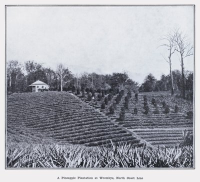 Une plantation d