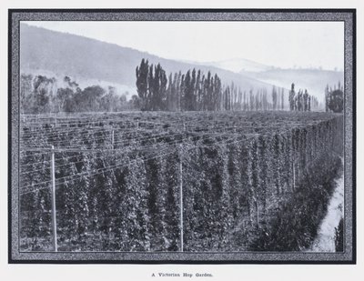 Un jardin de houblon victorien - Photographer Australian