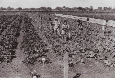 Légumes cultivés près de la route transcontinentale dans le soi-disant pays désertique, irrigués avec de l