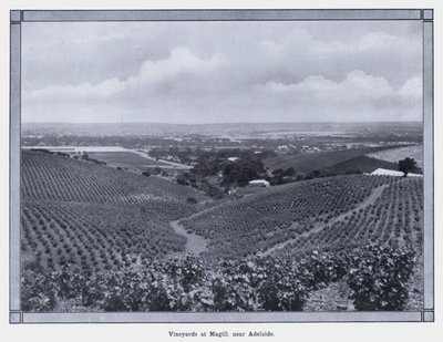 Vignobles à Magill, près d