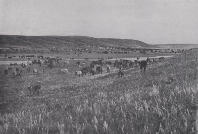Bétail sur les collines ondulantes de l