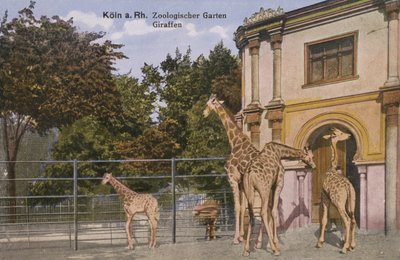 Zoo de Cologne, Girafes (photo) - Photographer German