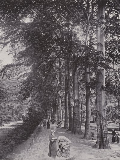 Dans le Tiergarten, Un chemin ombragé - Photographer German