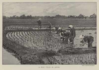 Champ de riz au Japon - Photographer Japanese