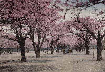 Japon, c.1912 : Cerisiers en fleurs au parc Uyeno, Tokyo - Photographer Japanese